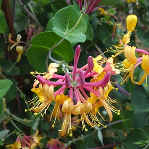 Honeysuckle Peaches and Cream